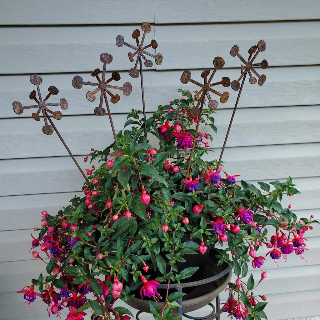 Dandelion rustic metal 5 pack in a potted plant.