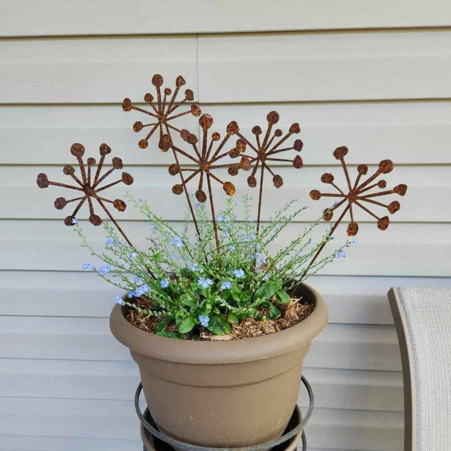 Rustic metal star burst plant stakes 5 pack.