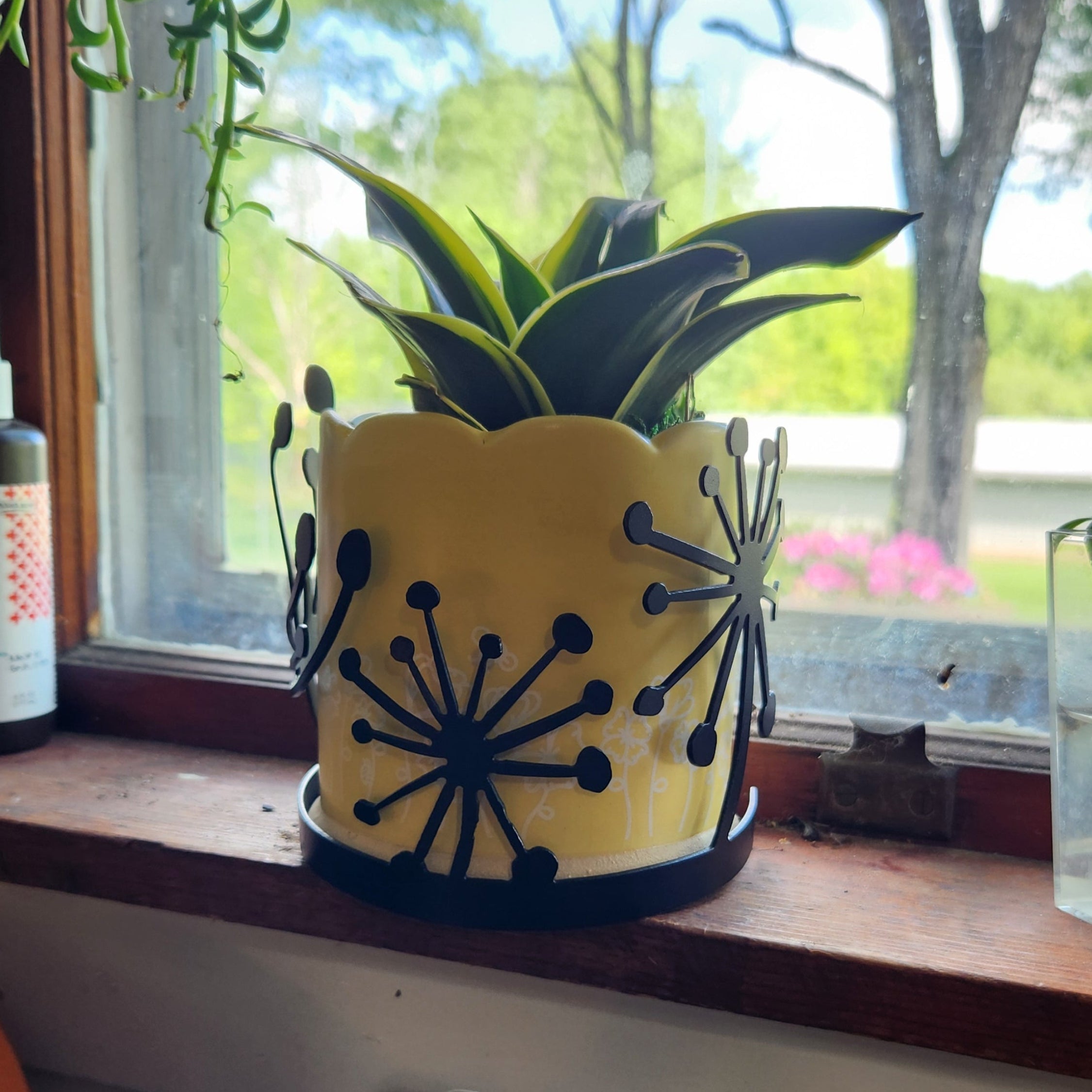 Dandelion candle wrap on a potted plant