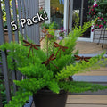 Rustic metal dragonfly 5 pack plant stakes.