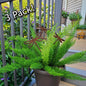 Dragonfly rustic metal plant stakes in potted plant.