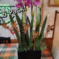 Rustic metal fairy 5 pack of garden stakes.